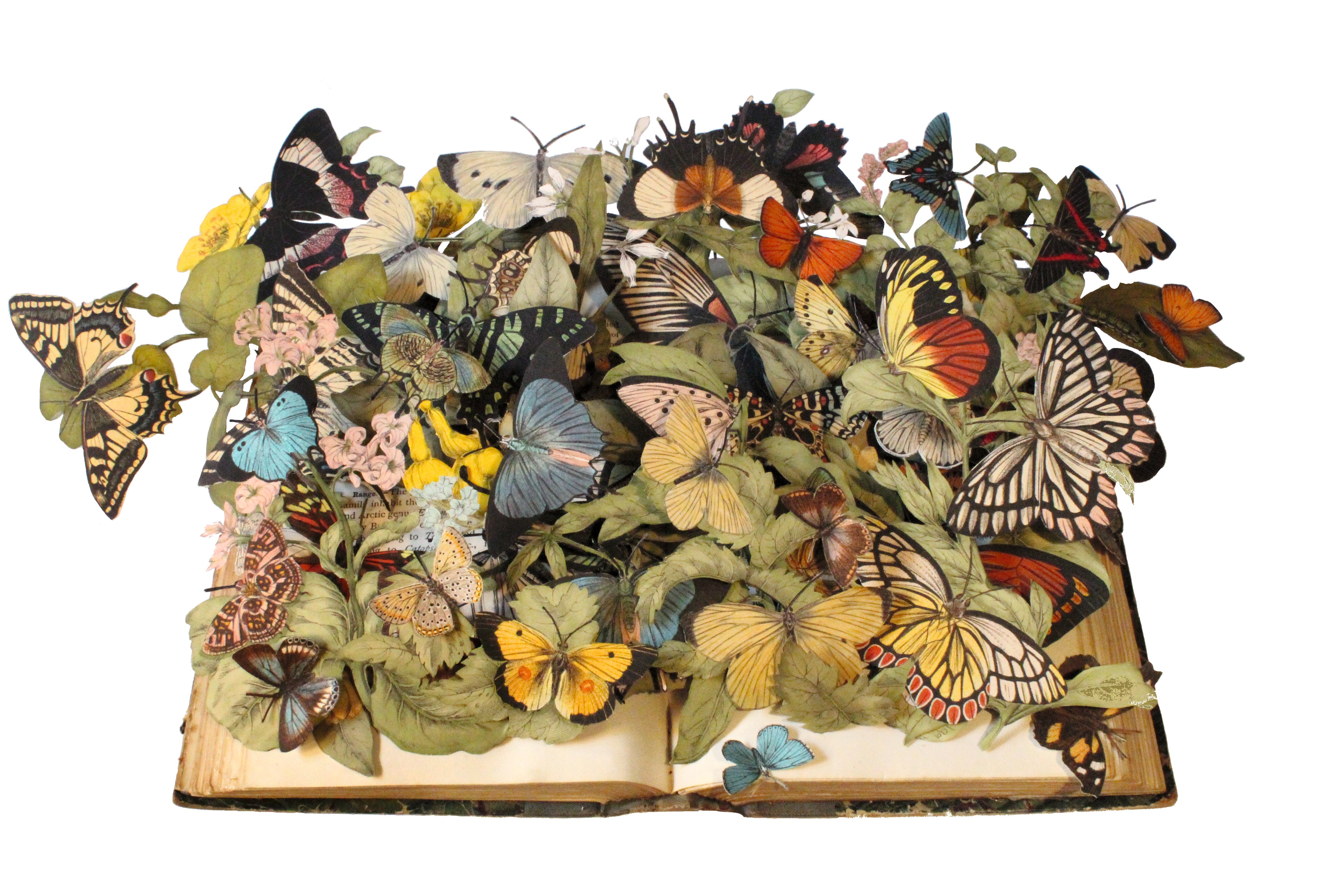 Butterfly: Exploring the World of Lepidoptera