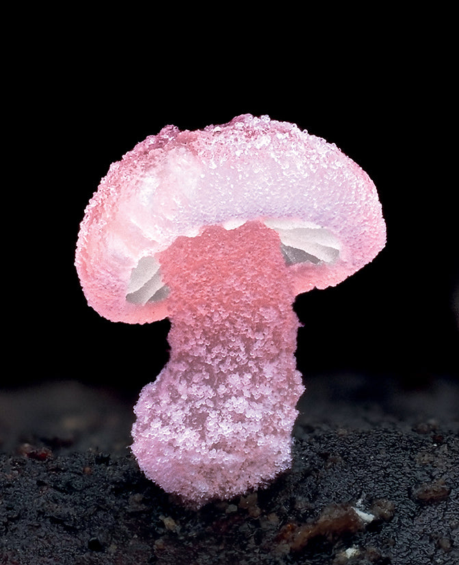 Fungi: The World of Mushrooms (Pre-Order)