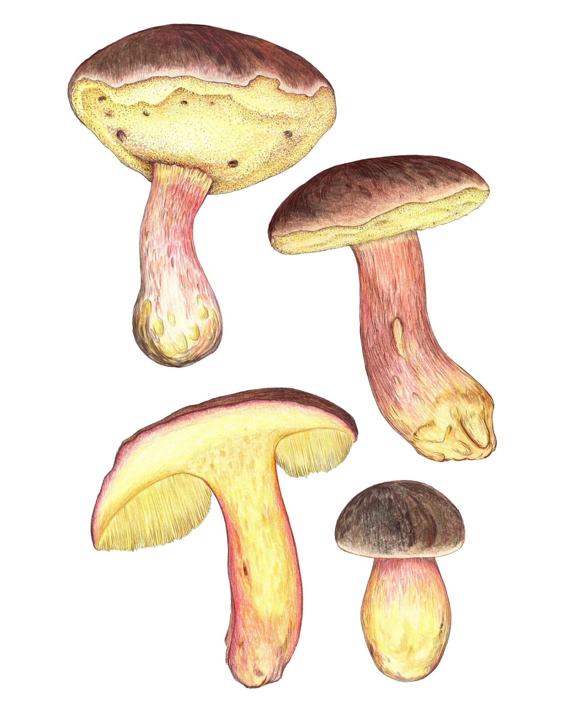Mushroom Color Atlas