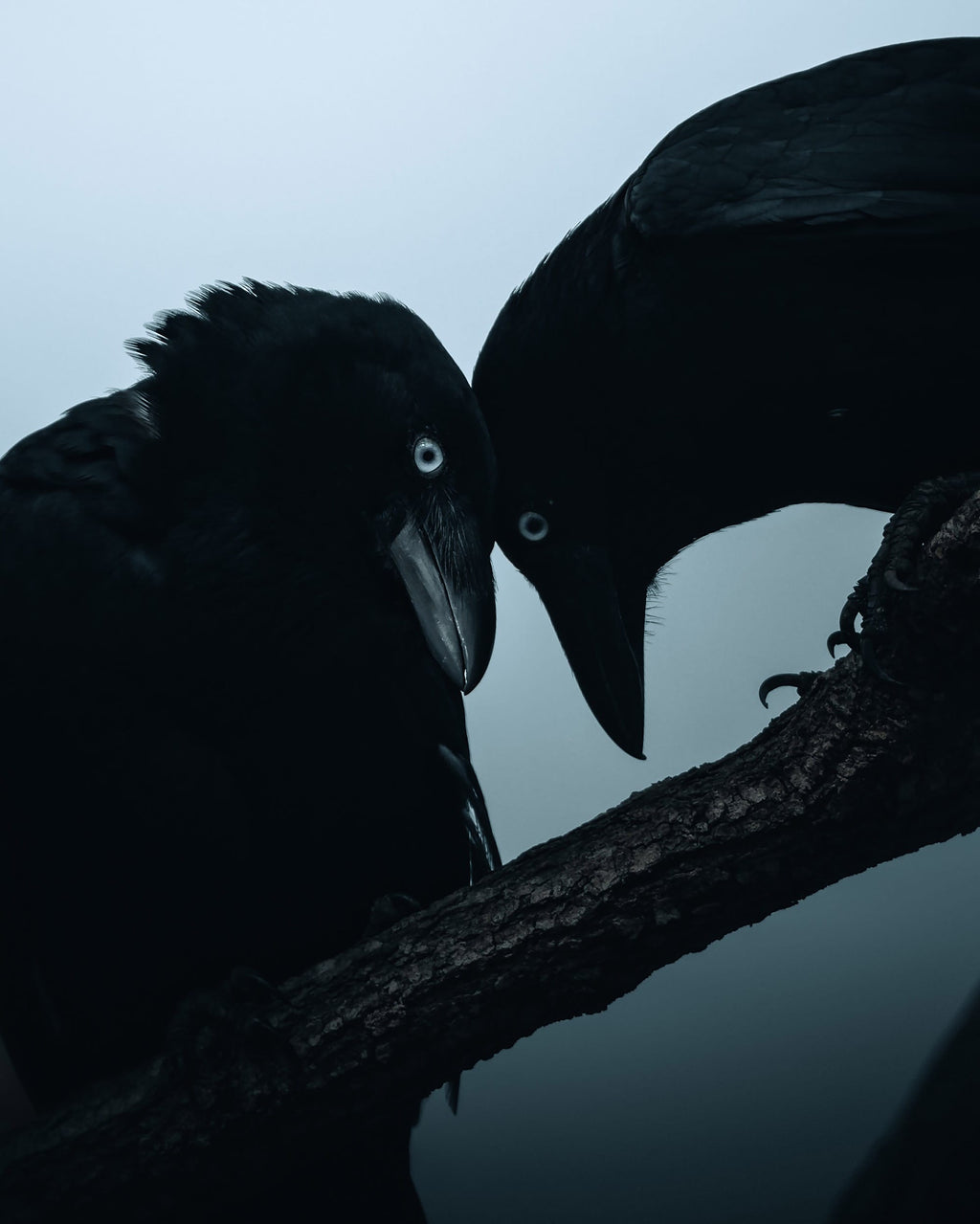 Aviary: The Bird in Contemporary Photography