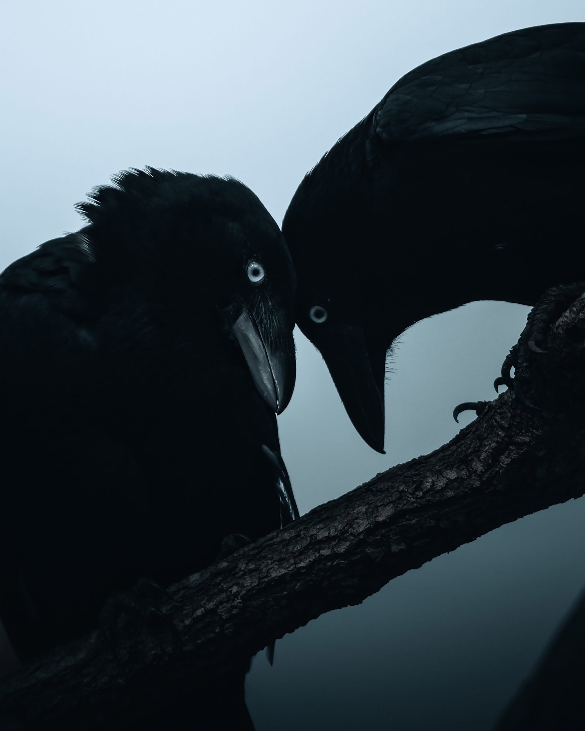 Aviary: The Bird in Contemporary Photography