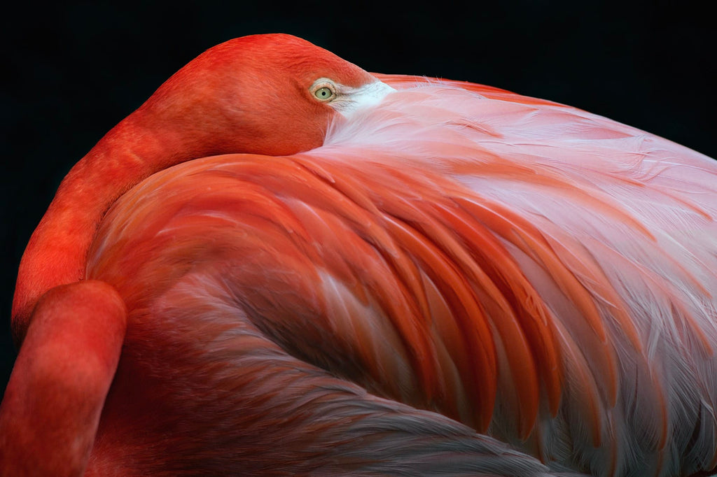 Aviary: The Bird in Contemporary Photography