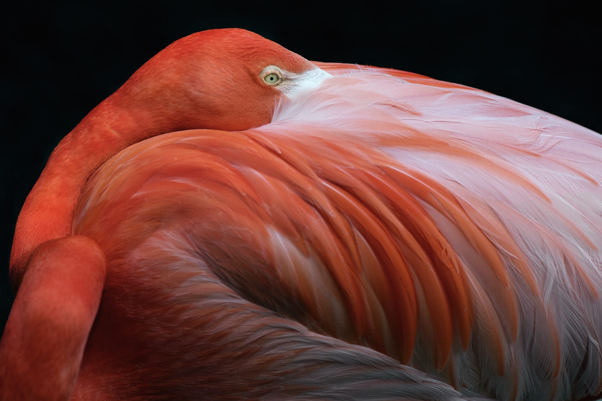 Aviary: The Bird in Contemporary Photography