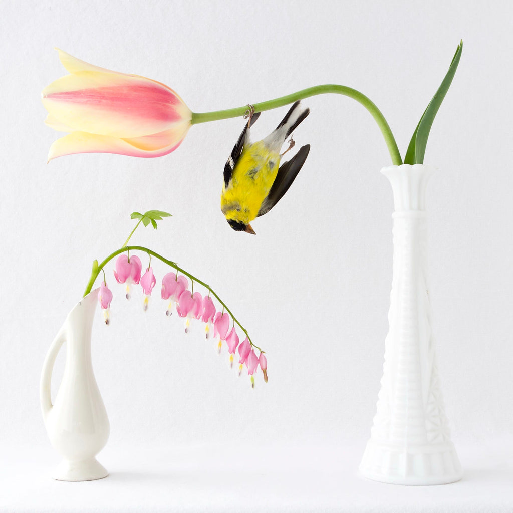 Aviary: The Bird in Contemporary Photography