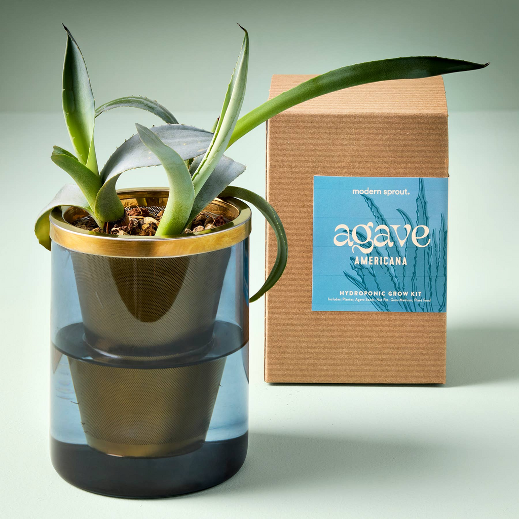 Agave Grow Kit