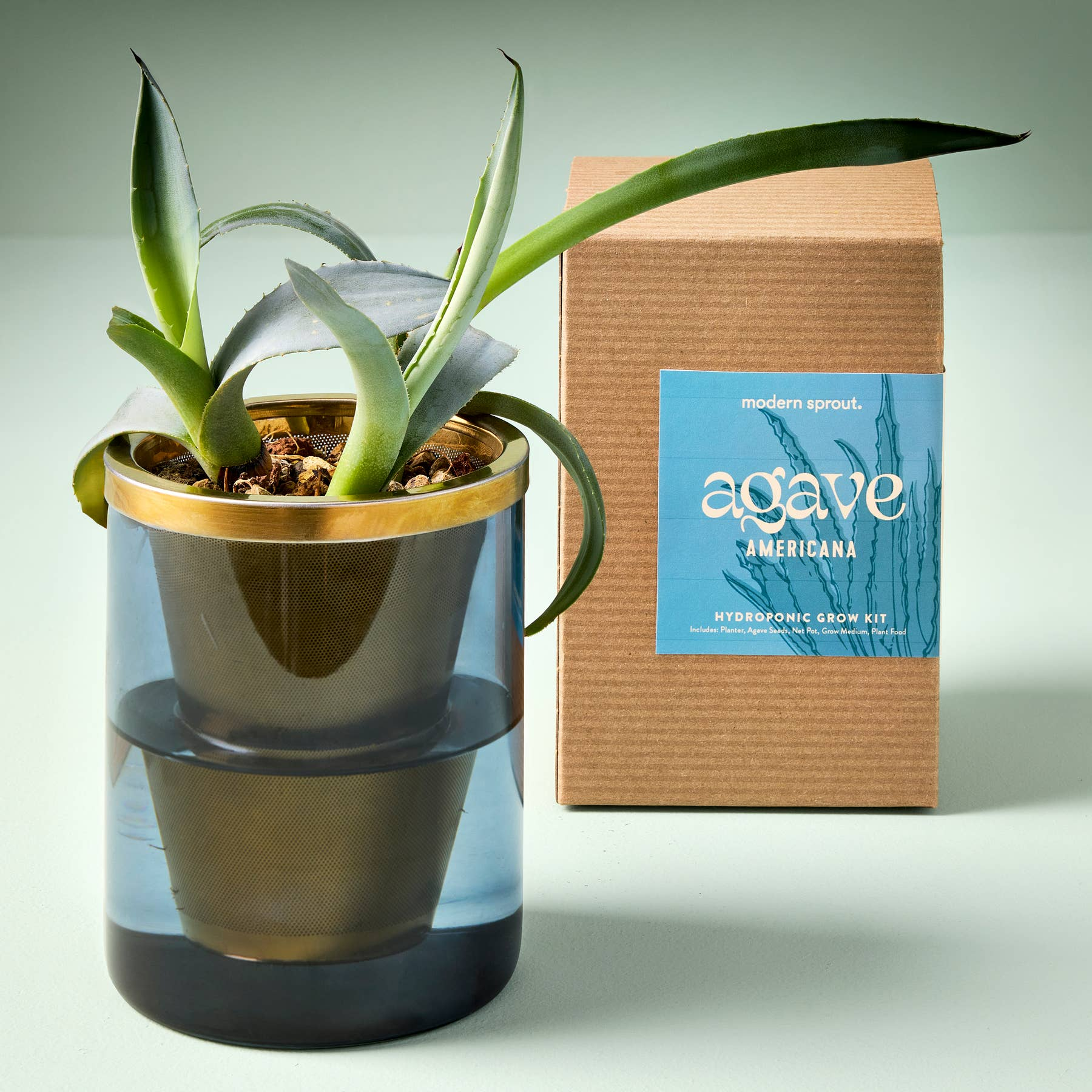 Agave Grow Kit