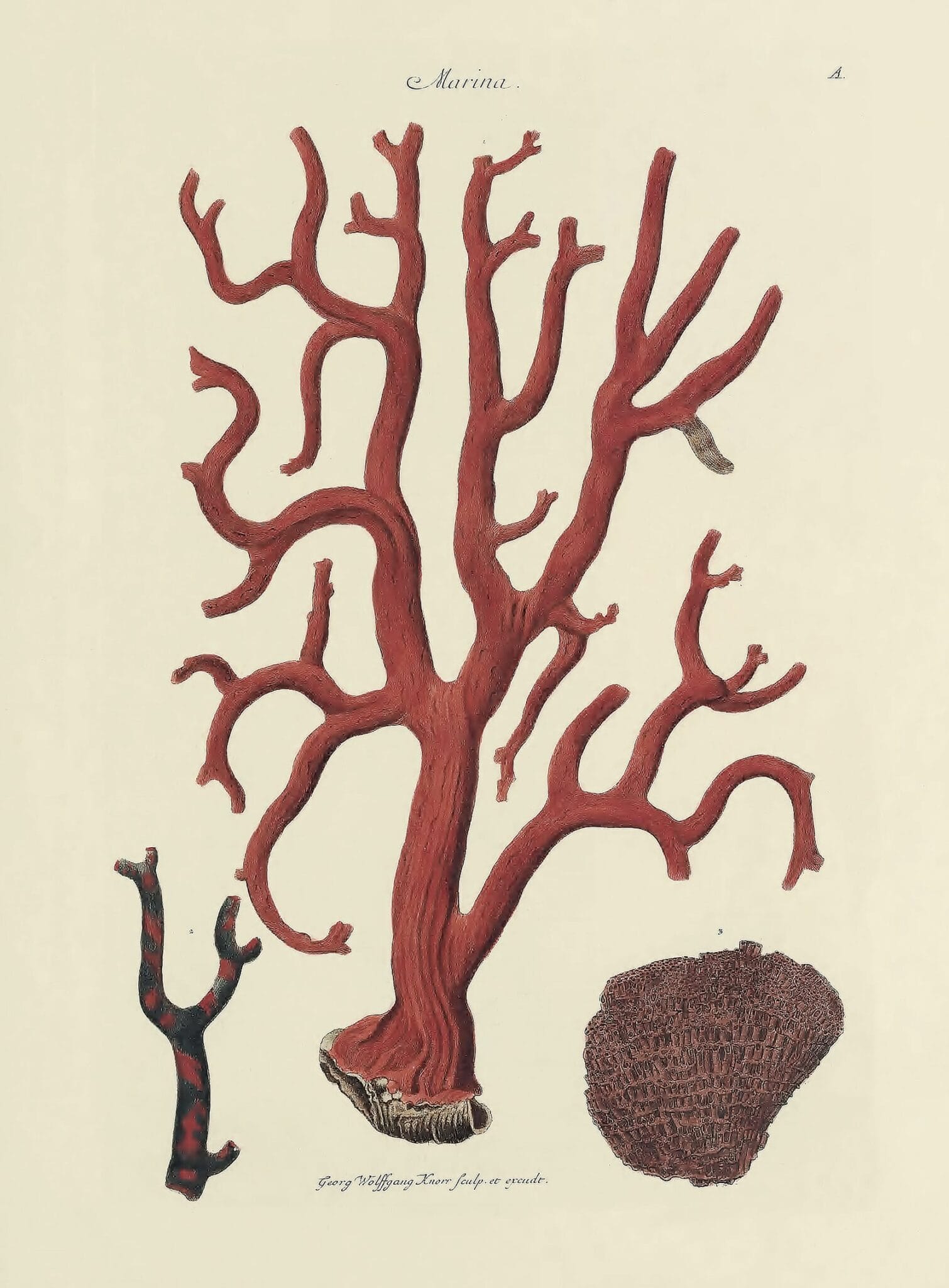 Nature’s Palette: A Color Reference System from the Natural World