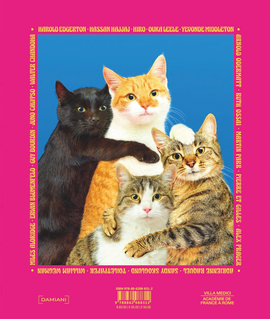 a portrait of four cats on a blue background, on the back cover of a book with a pink cover