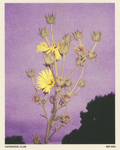Prairie Dock Risograph Print
