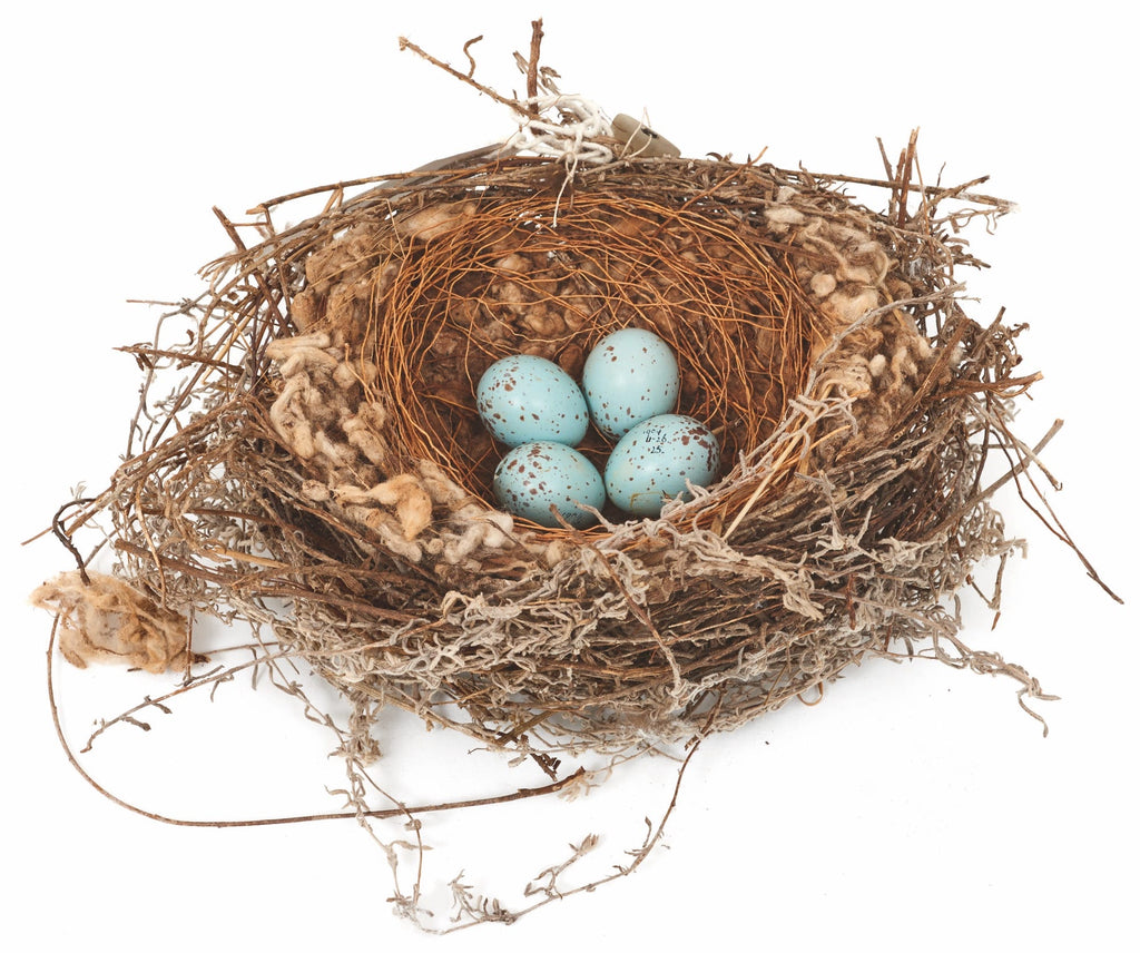 Smithsonian Handbook of Interesting Bird Nests and Eggs