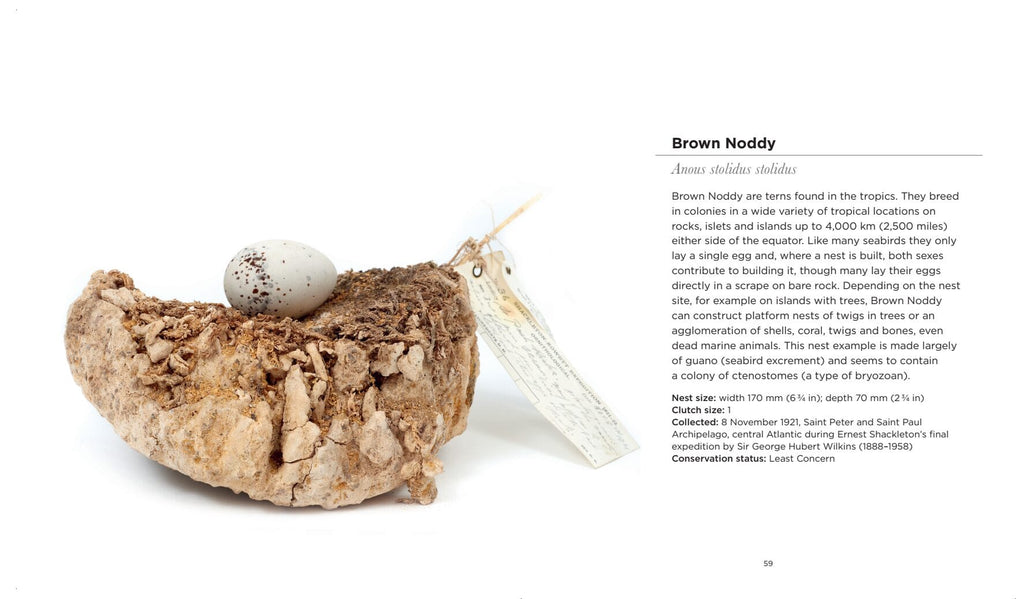 Smithsonian Handbook of Interesting Bird Nests and Eggs