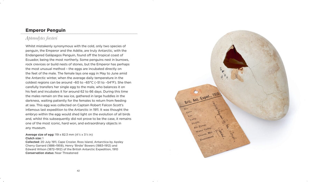 Smithsonian Handbook of Interesting Bird Nests and Eggs