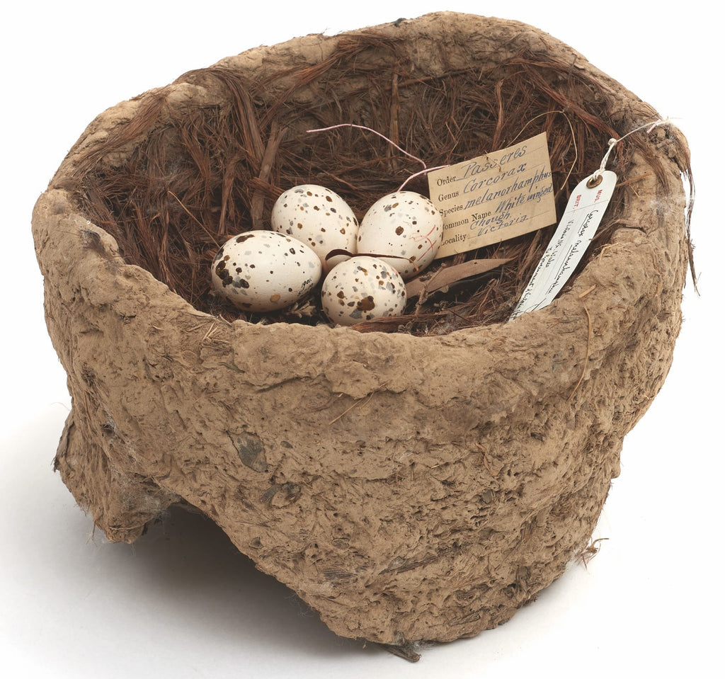 Smithsonian Handbook of Interesting Bird Nests and Eggs